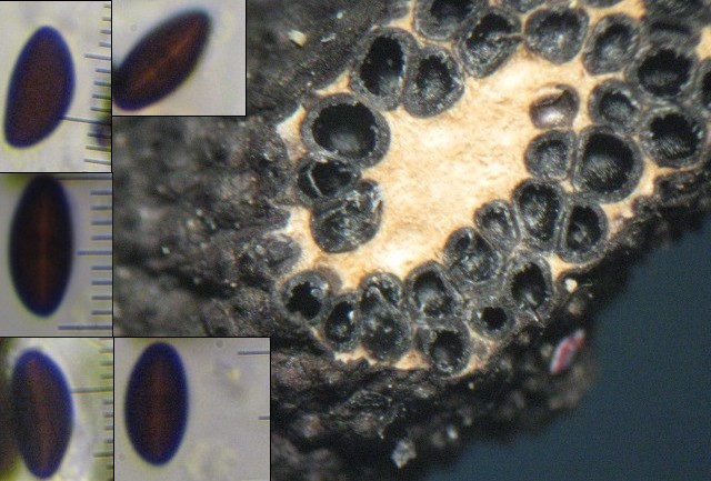 macrostoma