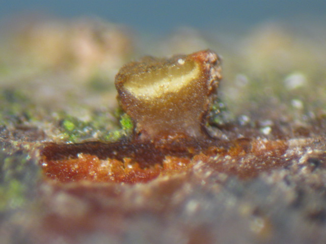 macrostoma