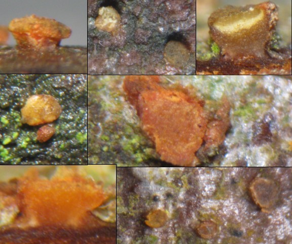 macrostoma