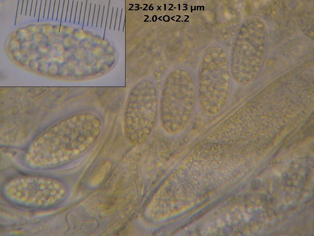 macrostoma