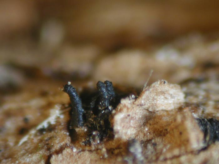 macrostoma