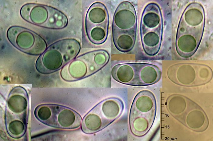 macrostoma