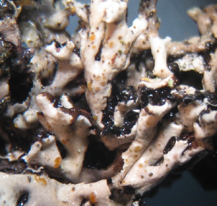 macrostoma