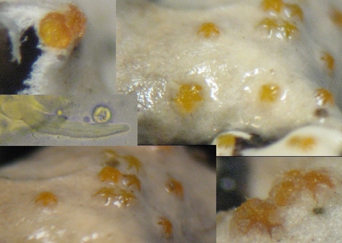macrostoma