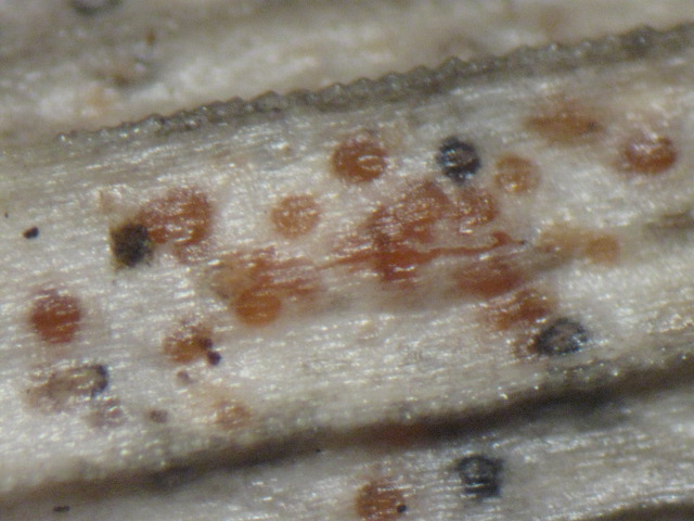 macrostoma
