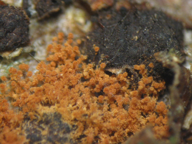 macrostoma
