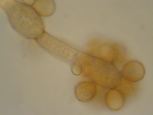 macrostoma
