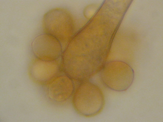 macrostoma