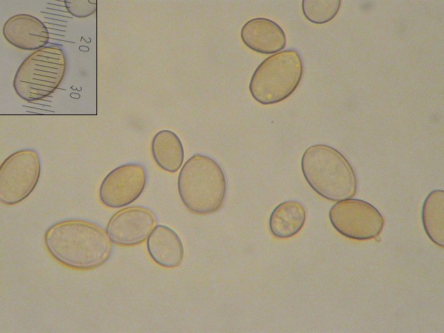 macrostoma