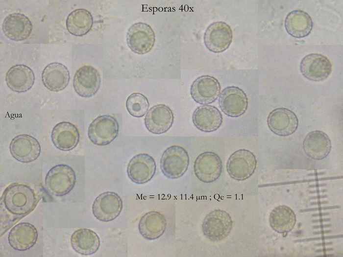 macrostoma