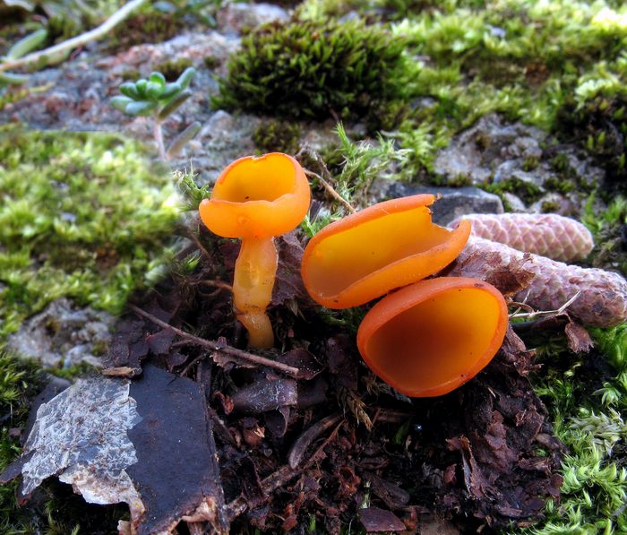 macrostoma