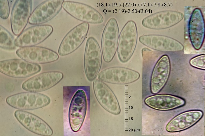 macrostoma
