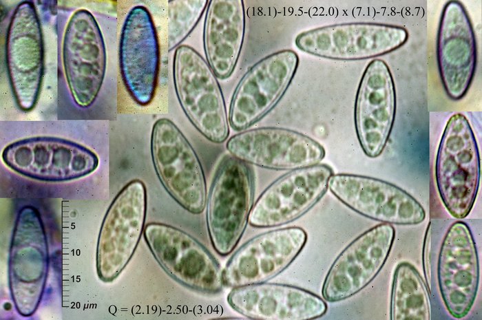 macrostoma