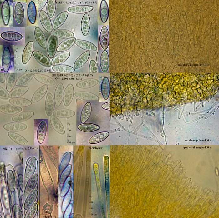 macrostoma