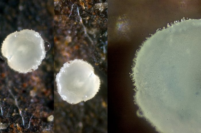 macrostoma