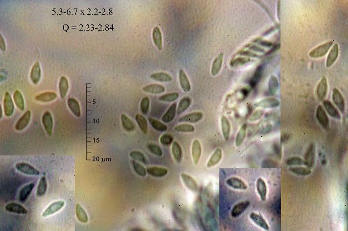 macrostoma