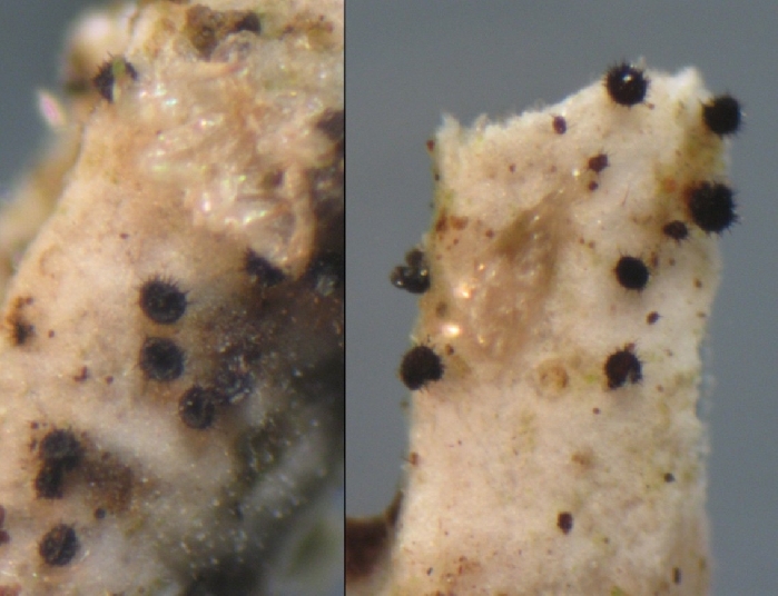 macrostoma