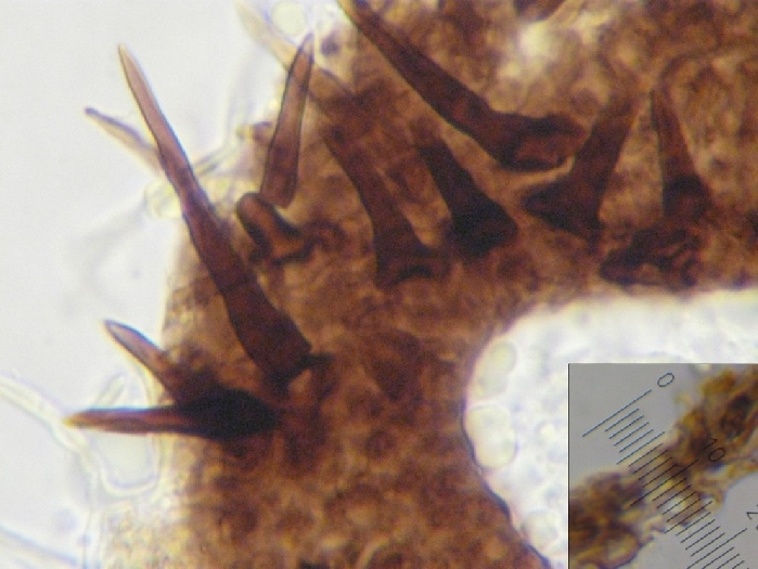 macrostoma