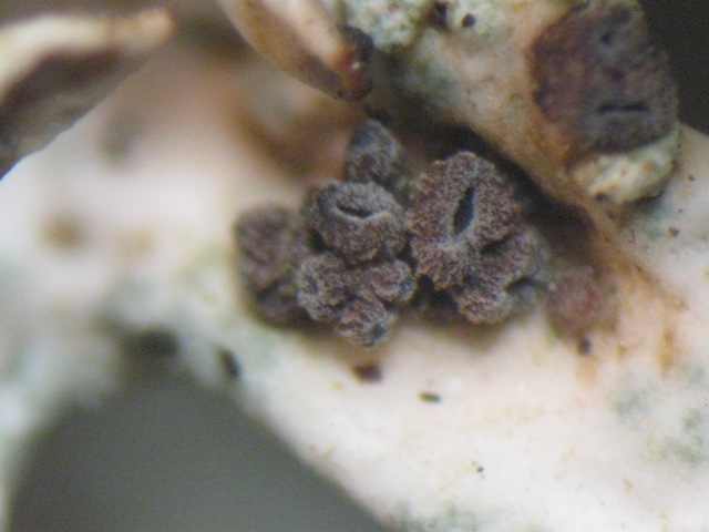 macrostoma