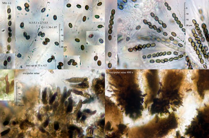 macrostoma
