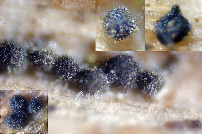 macrostoma