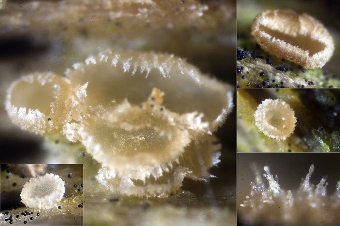 macrostoma