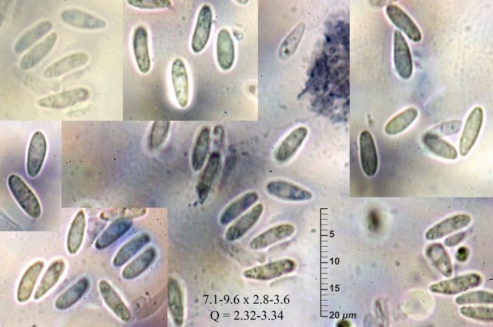 macrostoma