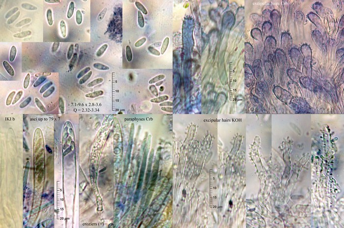 macrostoma