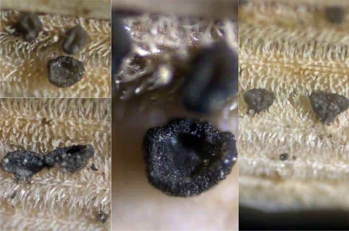 macrostoma