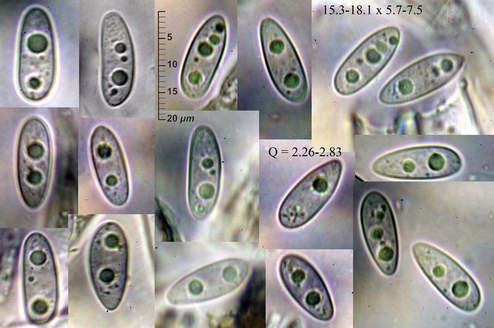 macrostoma