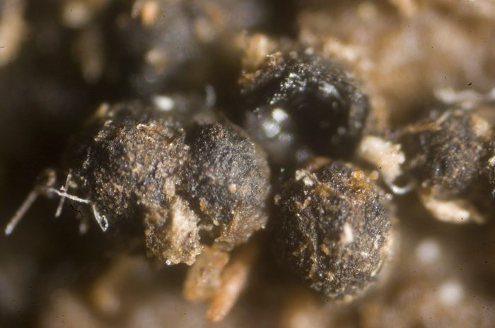 macrostoma