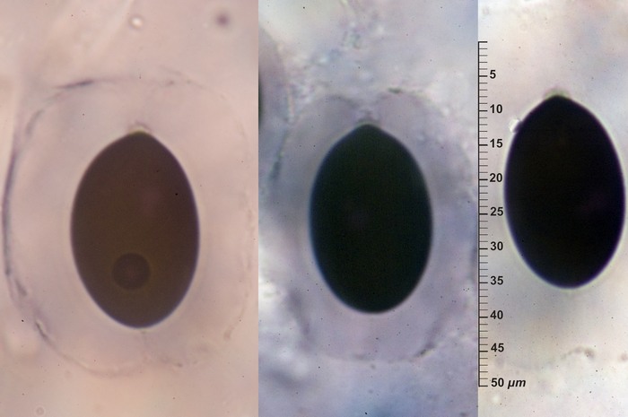 macrostoma