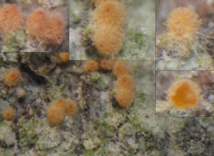 macrostoma