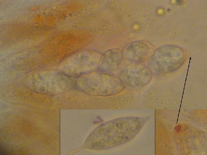 macrostoma
