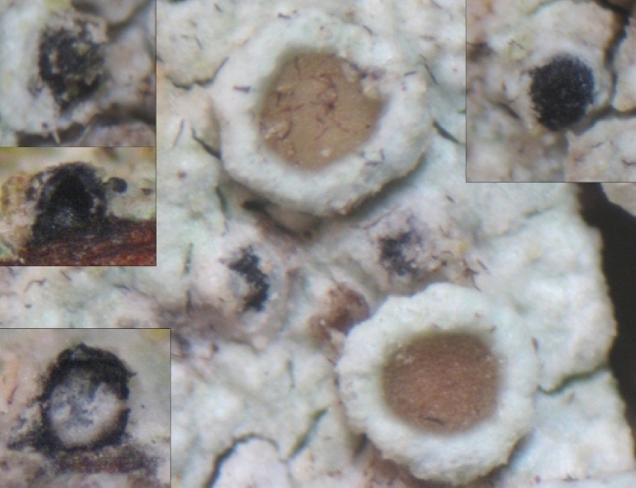 macrostoma