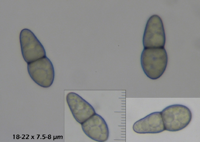 macrostoma