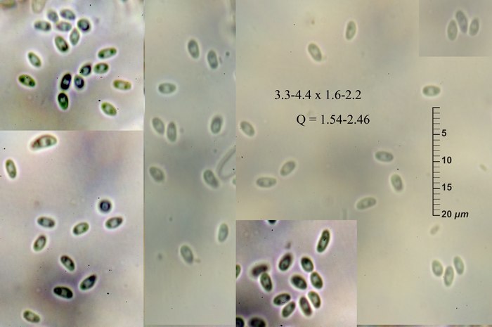 macrostoma