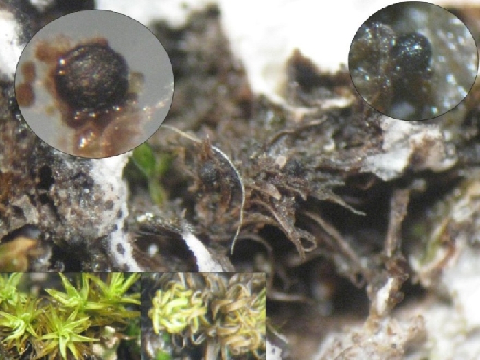 macrostoma