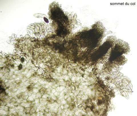 macrostoma