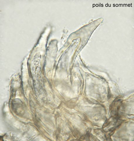 macrostoma