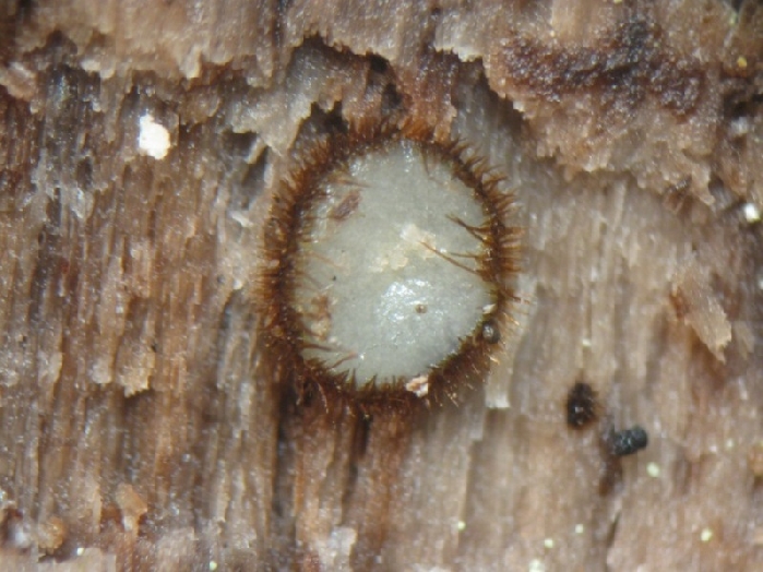 macrostoma