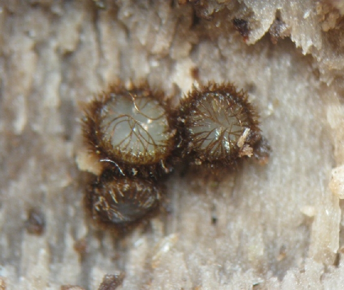 macrostoma