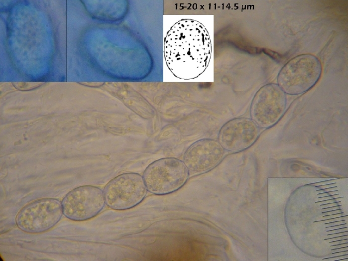 macrostoma