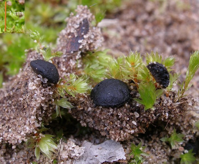 macrostoma