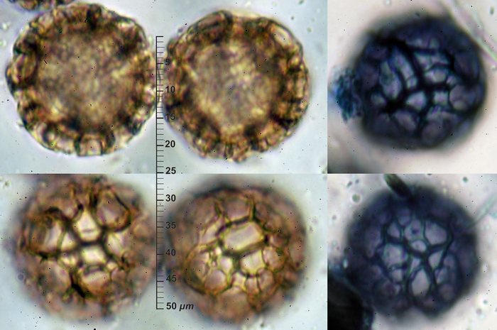 macrostoma