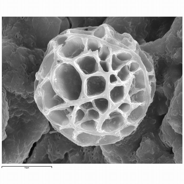 macrostoma