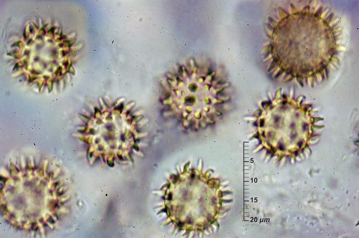 macrostoma