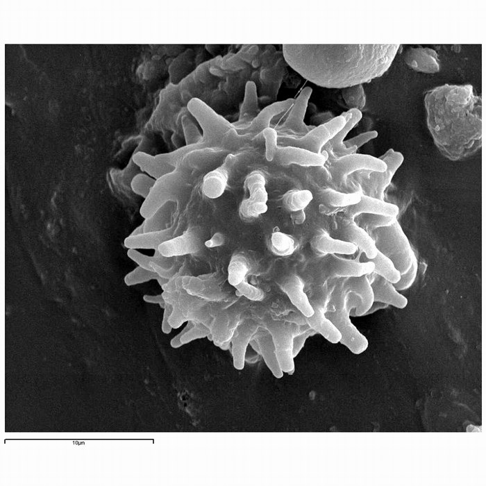 macrostoma