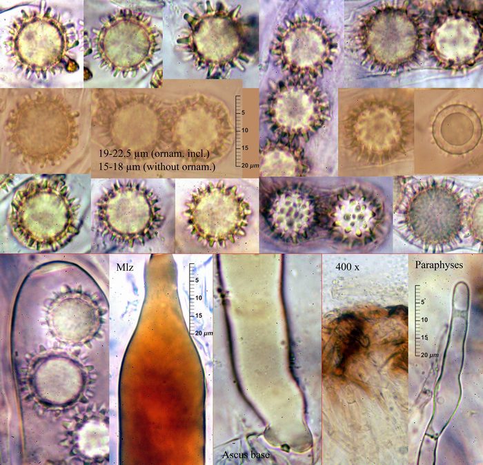 macrostoma