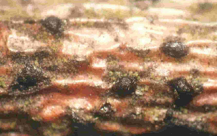 macrostoma